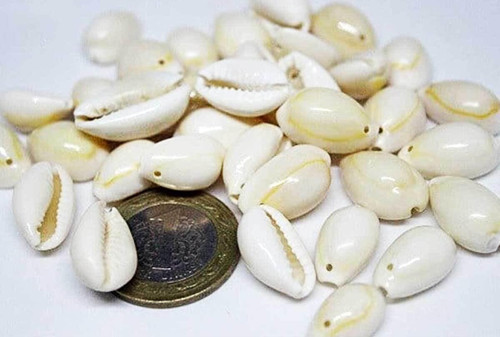 Deniz Kabuğu Delikli/10 Adet