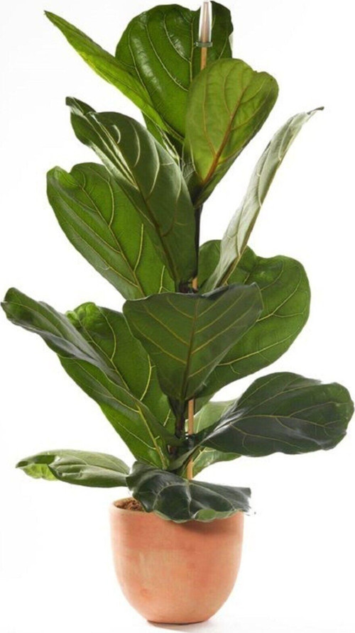 Berceste Peyzaj Ficus Lyrata Keman Yapraklı Kauçuk Bitkisi Ev Bitkisi Ofis Bitkisi Salon Bitkisi