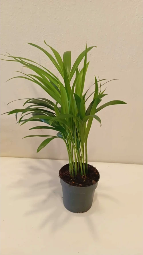 Feng Shui Mini Areka Palmiyesi 20–30 Cm – Negatif Enerjiyi Uzaklaştıran Tropikal Hava Temizleyici