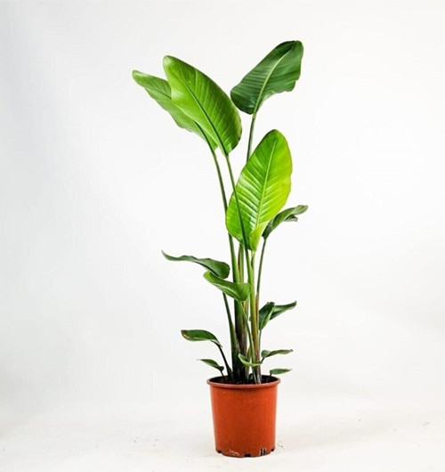 İklim Garden Starliçe - Beyaz Cennet Kuşu -(Strelitzia Nicolai) Çok Köklü Xxxl Boy 3 Metre