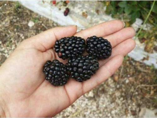 Jumbo Böğürtlen Fidanı ( Dikensiz ) Tüplü \ 30-60 Cm