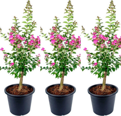 Videolu Hoş Kokulu 3 Adet Pembe Oya Ağacı Fidanı 30-50 Cm Tüplü\saksılı