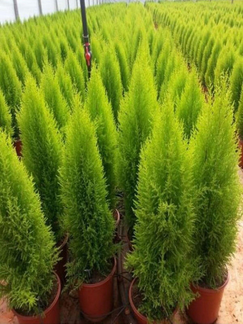 Limon Kokulu Limoni Servi Fidanı SAKSILI\TÜPLÜ 35-55CM (Limoni Servi Çam Ağacı)