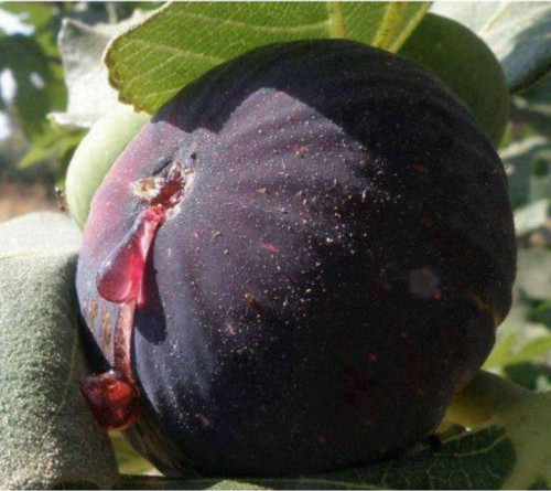 Bursa Siyah Incir ( Yediveren ) Fidanı \ 30-50 Cm )