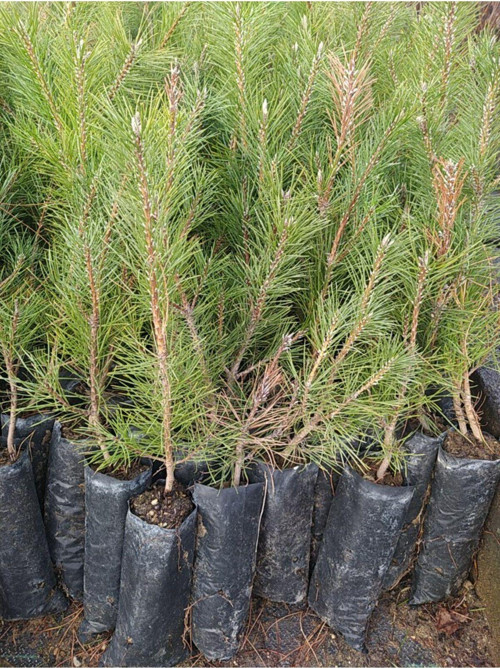 Çam Fidanı, Hatıra Ormanı Fidanı, 30-50 CM Tüplü