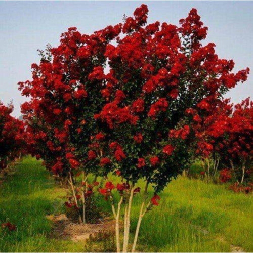 Oya Ağacı Fidanı Kırmızı ( Tüplü) 30 - 40 Cm