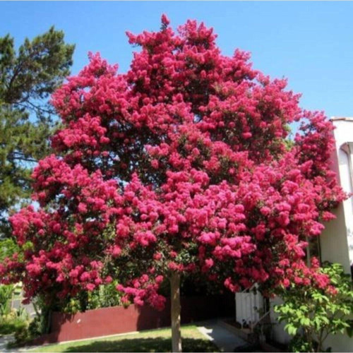 Oya Ağacı Fidanı Pembe ( Tüplü) 30 -40 Cm