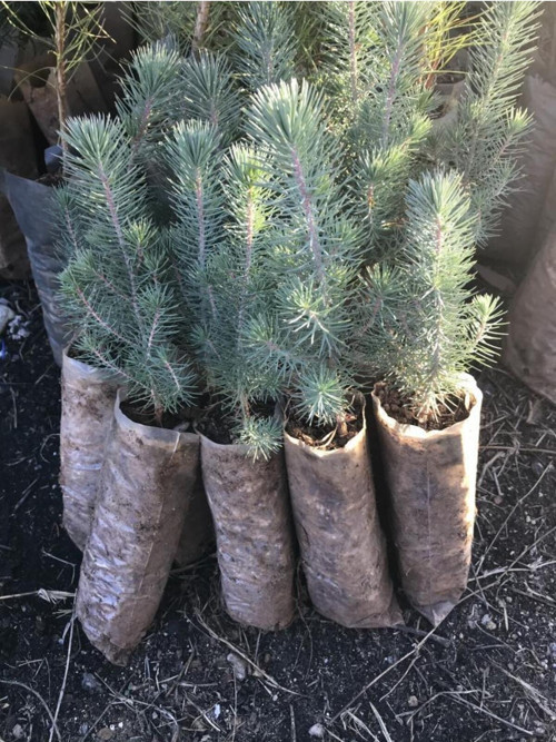 Fıstık Çamı Fidanı 5 Adet Pinus Pinea 50-60 cm