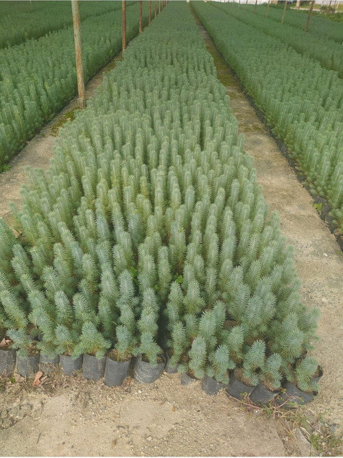 Fıstık Çamı Fidanı 6 Adet Pinus Pinea 20-30 Cm