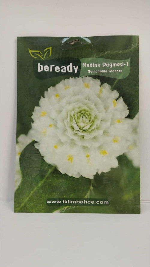 Medine Düğmesi Çiçeği Tohumu
