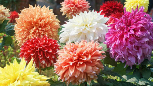 5 adet Kokulu Dev Çiçekli Dahlia Yıldız Çiçeği Yumrusu ,yumru boyu 9 cm .fotodaki renklerin aynısı gelir..