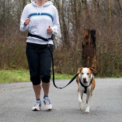 Köpek Koşu Yürüyüş Bel Kemeri Ve Kayışı - KONG