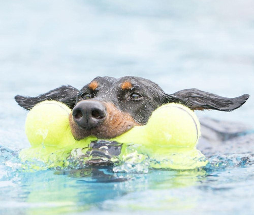 Köpek Air Sq Sesli Oyuncak Kemik M 15,5 cm