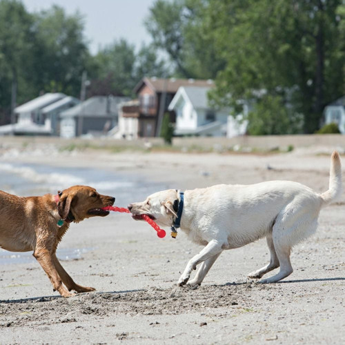 Köpek Safestix Termoplastik Oyuncak M 51 cm