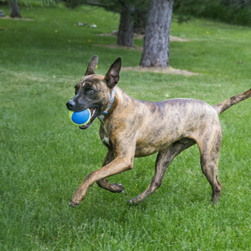 Squekair Ultra Top Köpek Oyuncağı 3 Adet 6.5 Cm