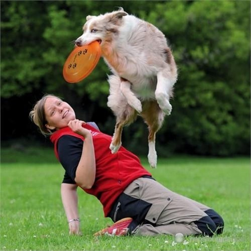 Köpek Agility Eğitim Frizbisi , 23cm