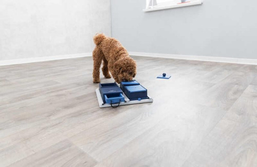 Köpek Zeka Eğitim Oyuncağı,Poker 31X10X31cm - KONG