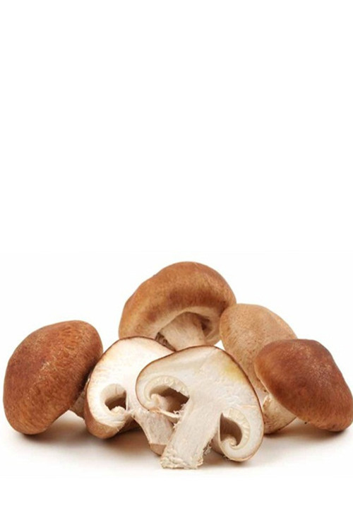 100 Gram Shitake Mantar Tohumu Miseli