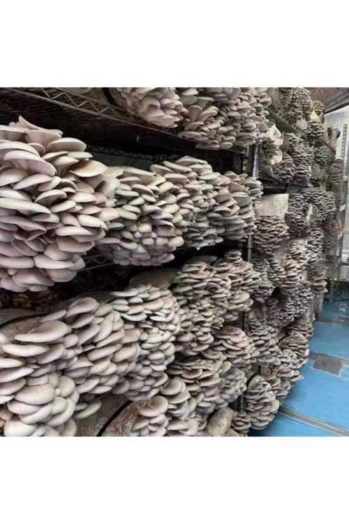 2000 Adet Istiridye Kavak Kayın Mantarı Tohumu