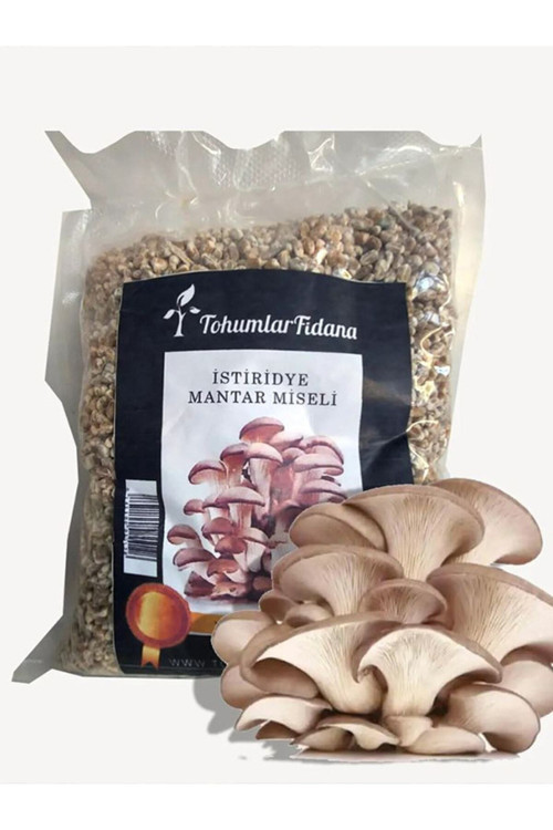 5.000 Adet Istiridye Mantarı Miseli Tohumu Vakumlu A Plus Kalite