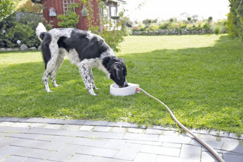 Köpek Kedi Suluğu 1,5lt 24x10x23cm - KONG