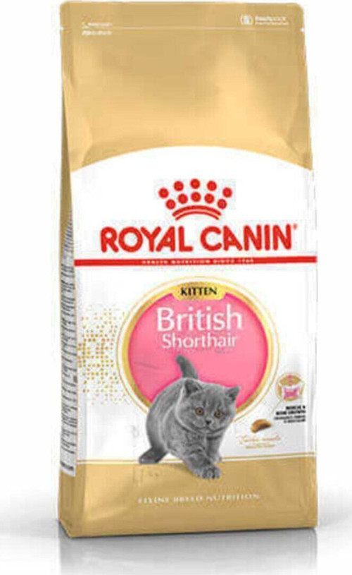 Kitten British Shorthair Yavru Kedi Maması-2 Kg