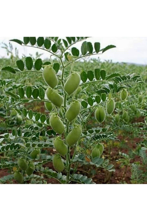 20 Adet Tohum Nadir Badem Salatalık Tohumu Organik Çıtır Salatalık Tohumu Sürpriz Hediye Tophumlu