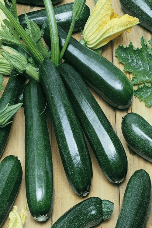 500 Adet Tohum Kırmızı Gelincik Çiçeği Tohumu Sürpriz Saksı Toprak Hediye Bonsai Ağacı Tohumulu