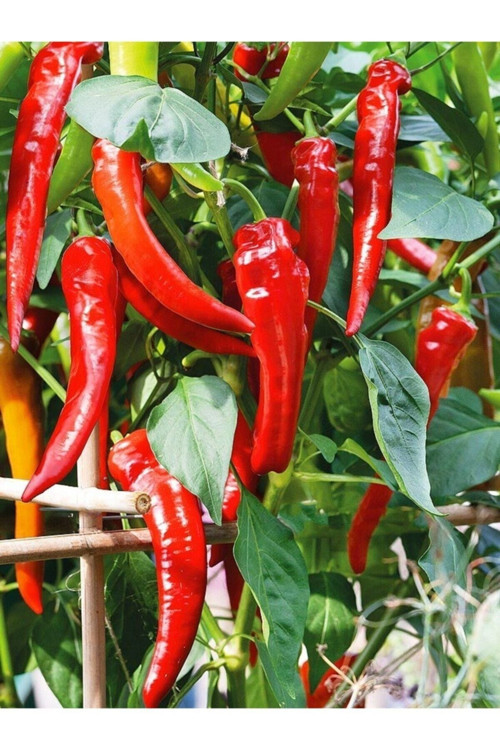 10 Adet Tohum Nadir Kırmızı Anatoryum Çiçeği Tohumu Mezarlık Kabir Çiçekleri