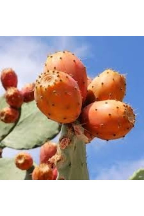 150 Adet Tohum Erkenci Iri Marmande Domates Tohumu Domates Tohumu Organik Saksı Toprak