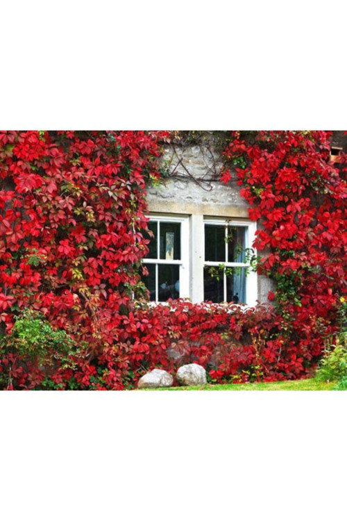 20 Adet Tohum Bodur Kivi Bonsai Ağacı Tohumu Saksı Toprak Sürpriz Hediye Bonsai Ağacı Tohumludur
