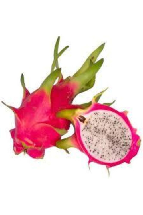 Ata Tohumculuk 5 Adet Tohum Nadir Bulunan Mavi Lotus Çiçeği Tohumu Lotus Su Çiçeği Tohumu Nilüfer Çiçeği Tohumu