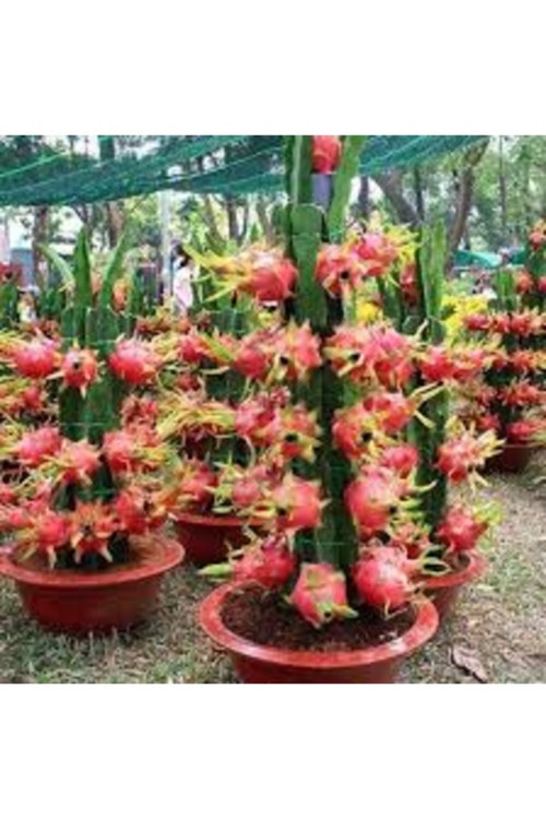 20 Adet Tohum Organik Taze Hasat Kırmızı Akçaağaç Japon Red Mople Ağaç Tohumnu Hediye Tohum