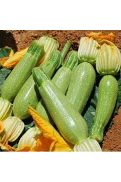 10 Adet Tohum Nadir Karışık Renkli Lotus Nilüfer Su Çiçeği Tohumu Organik Su Çiçeği Tohumu