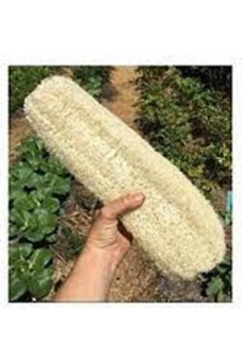 15 Adet Tohum Nadir Karışık Renkli Japon Su Zambağı Kase Lotus Çiçeği Tohumu Sınırılı Stokta