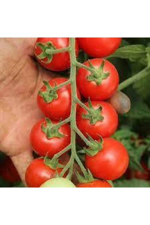 100 Adet Tohum Meksika Biberi Tohumu Zehir Acı Meksika Biberi Tohumu Jalapeno Jalepeno Biberi Tohumu