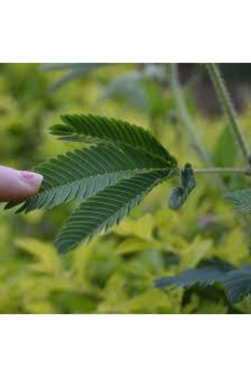 100 Adet Tohum Yerli Aromatik Doğal Köy Tohumu Dağ Kekiği Tohumu Saksı Toprak Sürpriz Hediye Tohum