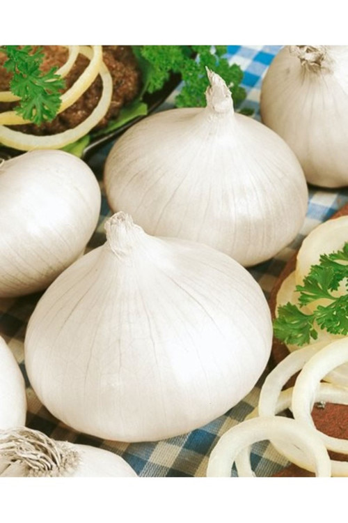 50 Adet Tohum Organik Köy Brokoli Tohumu Yeşil Yerli Brokoli Tohumu Hediye Tohumlu