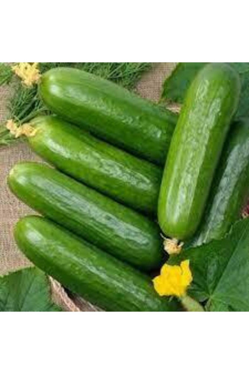35 Adet Tohum Organik Hobi Bahçe Gönen Kavun Tohumu Gönen Kavunu Hediye Tohumlu