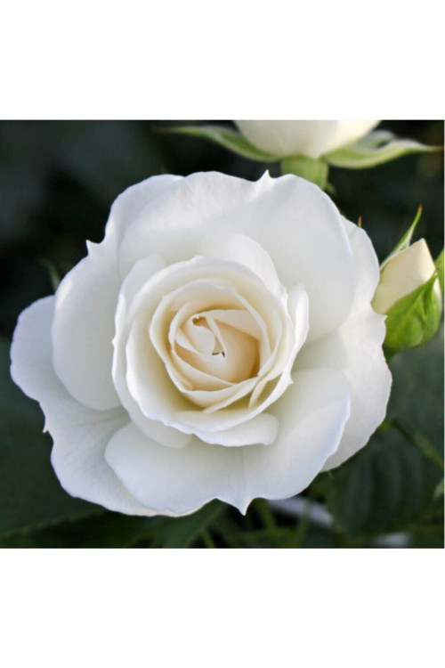 15 Adet Tohum Nadir Bulunan Karışık Renkli Kase Lotus Çiçeği Tohumu Taze Hasat Tohum Kase Lotus