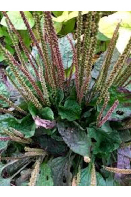 10 Adet Tohum Nadir Bulunan Kutsal Kase Lotus Çiçeği Tohumu Rengarenk Lotus Tohumu Hediye Tohumlu