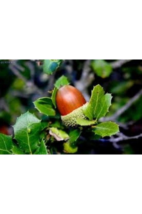 10 Adet Tohum Lif Kabak Tohumu Kabak Tohumu Lif Kabağı Tohumu