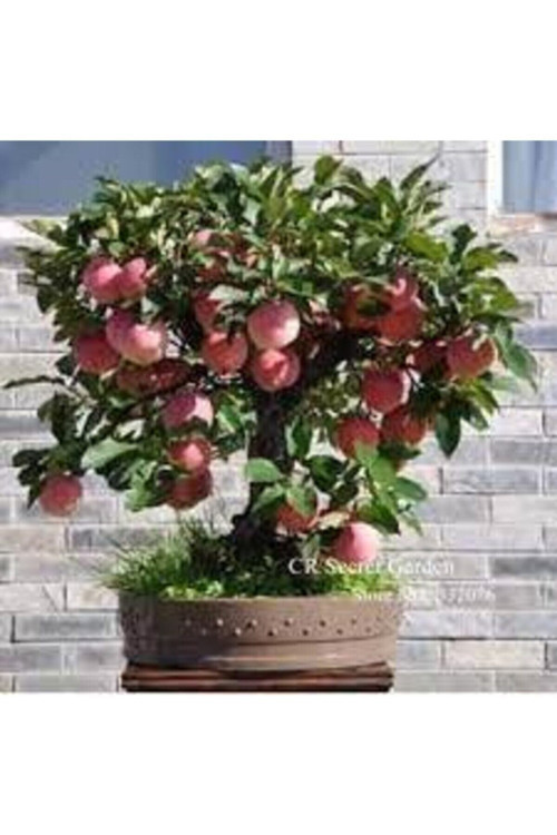 20 Adet Tohum Nadir Amasya Elma Bonsai Tohumu Organik Doğal Tohum Köy Elması Saksı Toprak Hediye