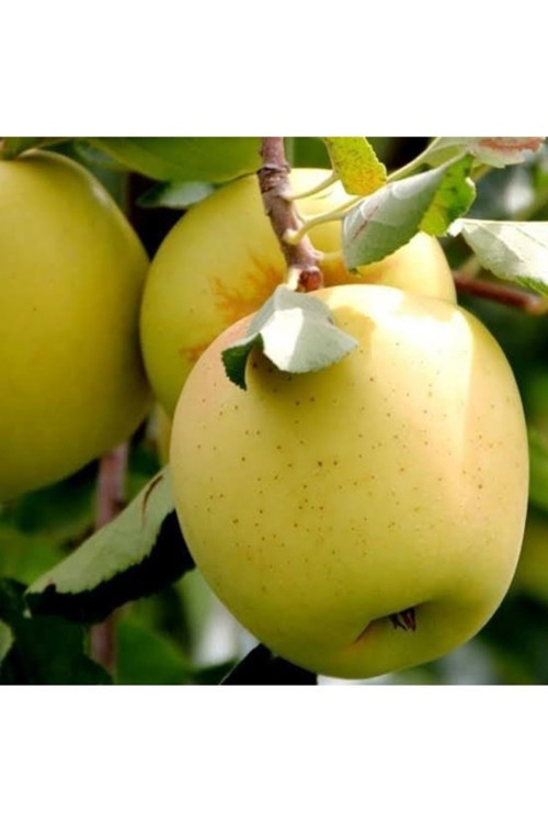 5 Adet Tohum Nadir Organik Golden Bol Sulu Niğde Elması Elma Ağaç Tohumu Saksı Toprak