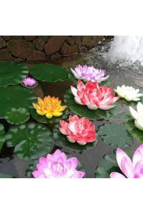10 Adet Tohum Nadir Karışık Renkli Lotus Nilüfer Su Çiçeği Tohumu Organik Su Çiçeği Tohumu