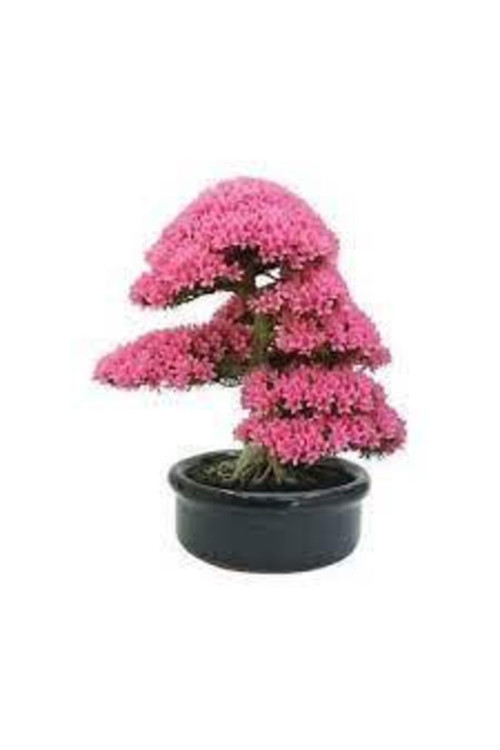 20 Adet Tohum Bodur Pembe Erguvan Bonzai Ağac Ekim Seti Saksı Toprak Sürpriz Hediye Bonsai Tohumu