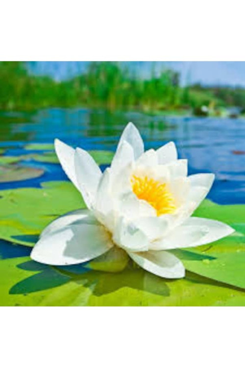 5 Adet Tohum Organik Kutsal Beyaz Lotus Su Çiçeği Nilüfer Su Çiçek Tohumu Hediye Tohum