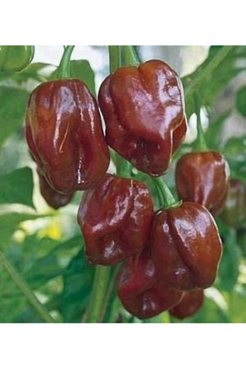 10 Adet Tohum Nadir Bulunan Kırmızı Habanero Biberi Tohumu Organik Tropikal Biber Tohumu