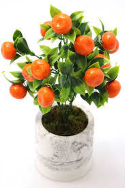 5 Adet Tohum Bodur Bonsai Mandalina Bonzai Ağacı Tohum Sürpriz Hediye Bonsai Ağacı Tohum