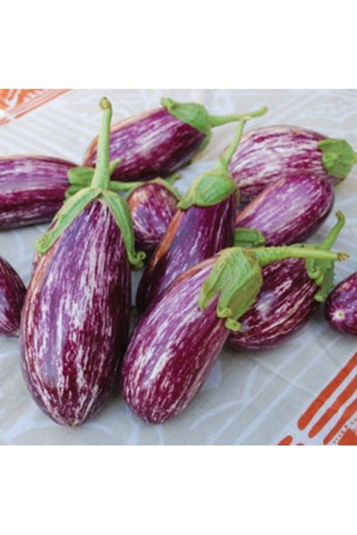 100 Adet Tohum Nadir Organik Antep Kışlık Kurutmalık Patlıcan Tohumu Hediye Tohumlu